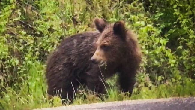 ”Skardabjörnen” som äter gräs vid väg 253 i Västerbotten kan bli farlig om den matas och blir för van vid människor, varnar länsstyrelsen och vädjar till allmänheten att lämna ungbjörnen i fred.