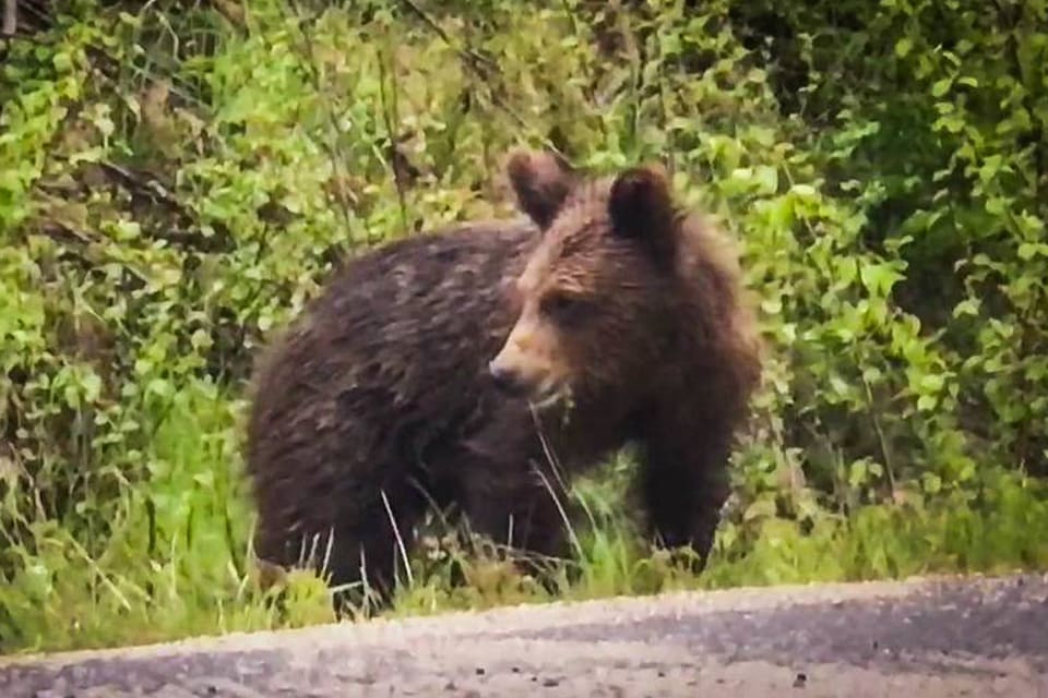 ”Skardabjörnen” som äter gräs vid väg 253 i Västerbotten kan bli farlig om den matas och blir för van vid människor, varnar länsstyrelsen och vädjar till allmänheten att lämna ungbjörnen i fred.