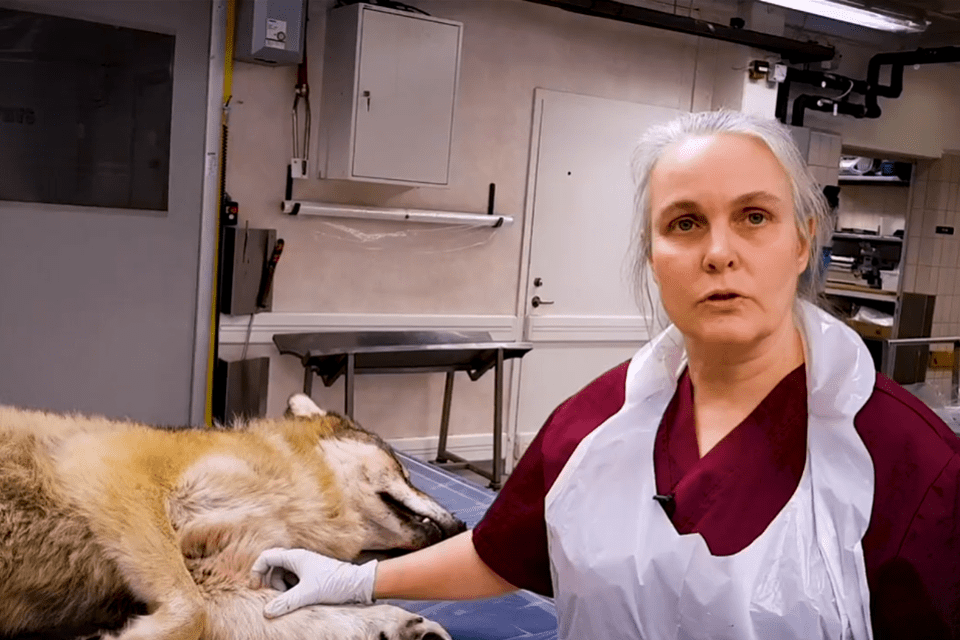 Gete Hestvik, veterinär på SVA, visar vargens yttre skador i en film på SVT Nyheter Uppsala.