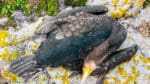 Mellanskarvarna i Östersjön behöver tacklas med en gemensam nordisk förvaltning, anser företrädare för bland andra Sveriges lantbruksuniversitet, SLU.