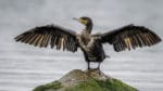 Kammarrätten har satt stopp för Trosa kommuns försök att få skyddsjakt på skarvarna på Snöholmen, som förpestar tillvaron både för boende och besökare i Trosa. Nu får kommunen fokusera på att se om det går att försöka skrämma bort skarvarna.