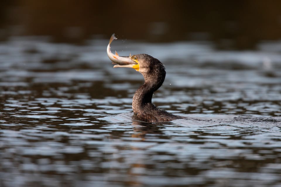 Skarvarna i Danmark äter för mycket fisk, så nu ska det bli lättare att jaga dem för att skapa en balans.