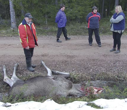 Några av Skattungbyns jordbrukare och fäbodbrukare vid älgkvigan som vargarna tog 250 meter från bebyggelsen. Från vänster: Olof Sjeldrup, Tugar Lasse, Ann Sjeldrup och Tugar Kirsti. 