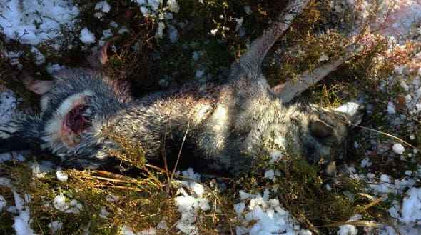 Högt meriterad hund vargdödad. Mini var en mycket duktigt och högt värderad jakthund. På måndagen dödades hon av varg strax norr om Kolsva.