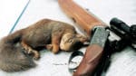 Jakt på ekorre kan bli tillåtet igen efter 18 år enligt Naturvårdsverkets förslag, som även ger utökad jakt på både älg, rådjur och dov- och kronvilt.