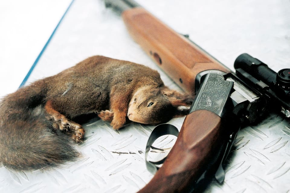 Jakt på ekorre kan bli tillåtet igen efter 18 år enligt Naturvårdsverkets förslag, som även ger utökad jakt på både älg, rådjur och dov- och kronvilt.