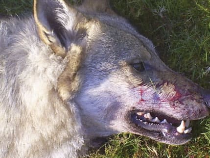 Varg skjuten under en attack mot får i Värmland. Jägarnas Riksförbund välkomnar rovdjursutredningens förslag om bland annat vargjakt, men vill att riksdagen sänker etappmålen för antalet vargar i Sverige.
