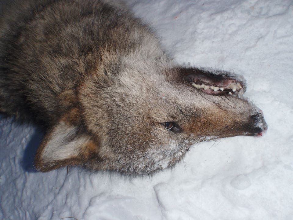 Undersökningen av de 26 vargar som sköts under årets licensjakt har sammanställts av Statens veterinärmedicinska anstalt (SVA).