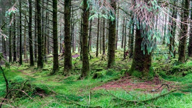 Mycket om biologisk mångfald men mindre om brukande av skog, tycker Jägarnas Riksförbund i ett remissvar.