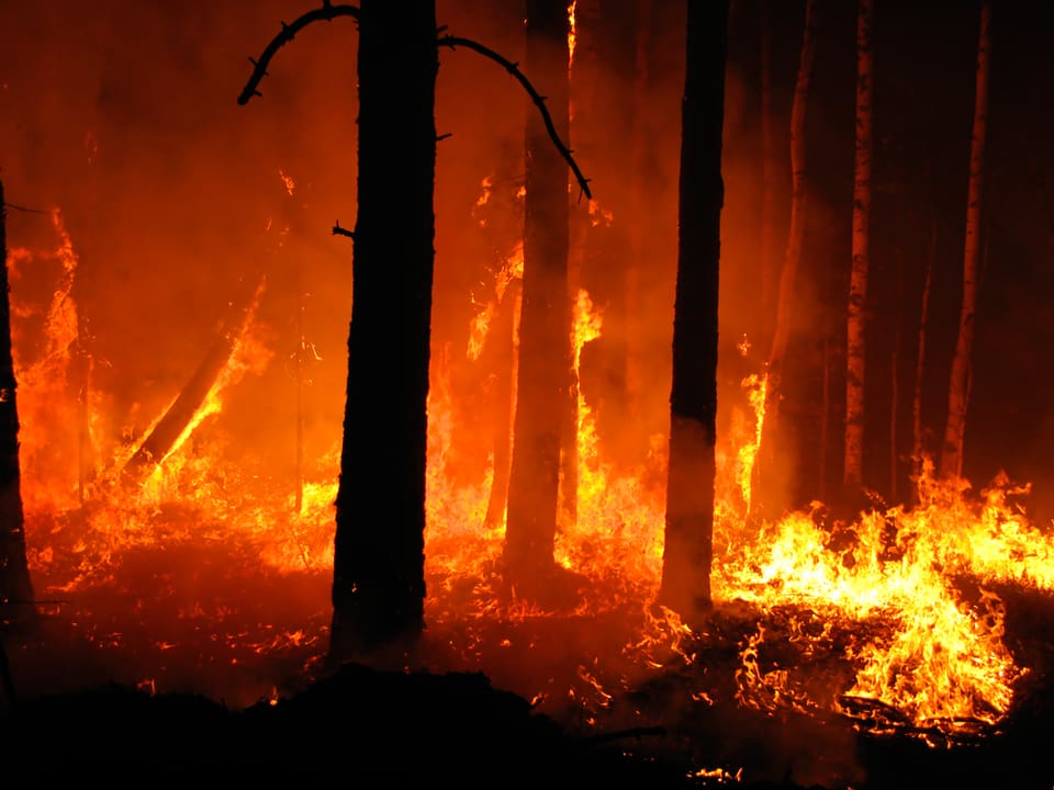 På de närmare 14 000 hektar som eldhärjades i Västmanland 2014 är det helt tomt på älg på vintern och det ser mörkt ut för älgjakten i området. (Arkivbild)