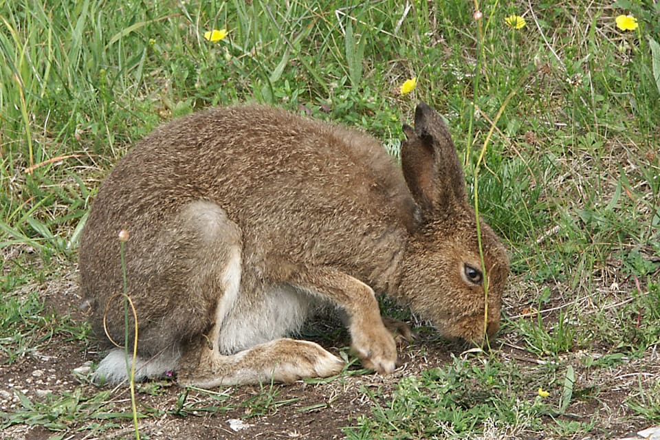 En skogshare som hittats död visade sig vara drabbad av en ny variant av kaningulsot.