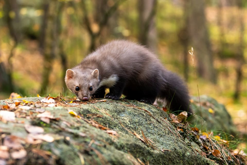 Det var en skogsmård som hade fastnat i en laglig fälla.