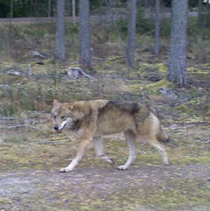 På fem meters avstånd började vargen morra. Då sköts två hagelskott i marken för att skrämma den. Skottlossningen resulterade bara i att vargen cirkulerade 10-15 meter från skytten för att sedan försvinna.