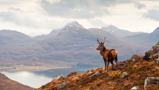 En jordägare i Skottland jobbar för rewildingrörelsen och vill sätta ut svenska vargar på ett 20 000 hektar stort område i högländerna. Men jordbruksministern i Skottland är inte med på noterna.