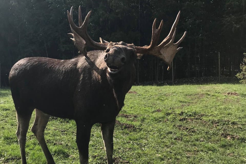 Var 17-taggaren Sune befinner sig i dag när älgjakten börjar vet inte Erik Öster på Skullaryd älgpark.