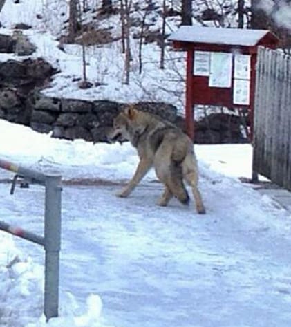Här passerar Skultunavargen över bron vid Bruksgatan på fredagsmorgonen.