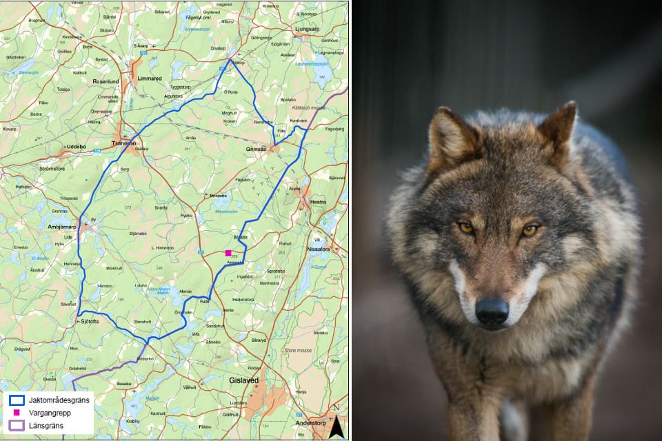 Området i Tranemo kommun i Västra Götalands län där skyddsjakten får bedrivas. Den cerisa fyrkanten visar var ett vargangrepp ägde rum den 25 juli.