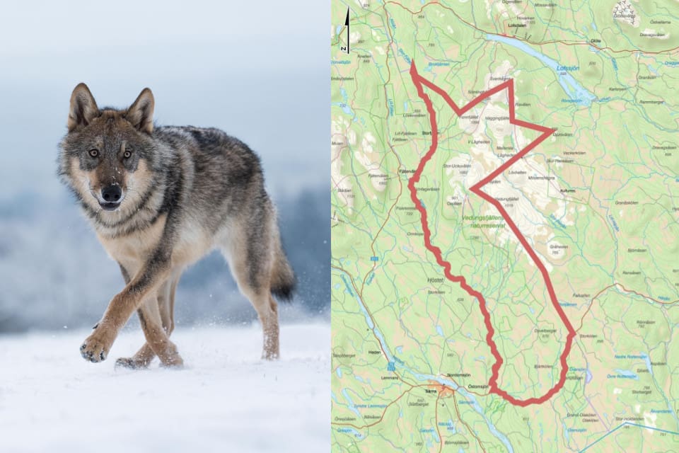 Skyddsjakten fick bedrivas inom samebyn Ruvhten sijtes vinterbetesmarker i Älvdalens kommun.