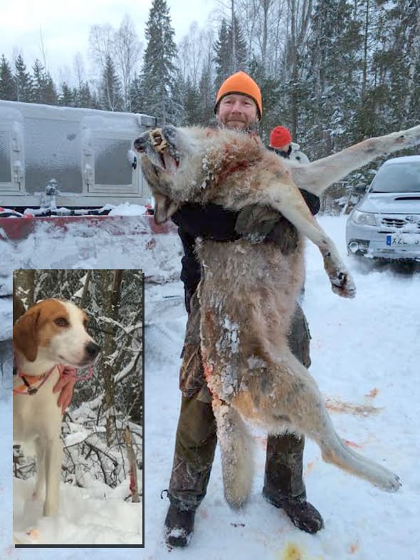 Björn Smittsarve med den 46-kilos hanvarg han sköt för sin american foxhound Thor i Norareviret på torsdagen. Thor infälld till vänster