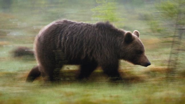 Redan första dagen var björnjakten slut i Värmland. Licensjakten gick även i rasande fart i Dalarna och Gävleborg med 19 respektive 13 björnar fällda runt lunch.