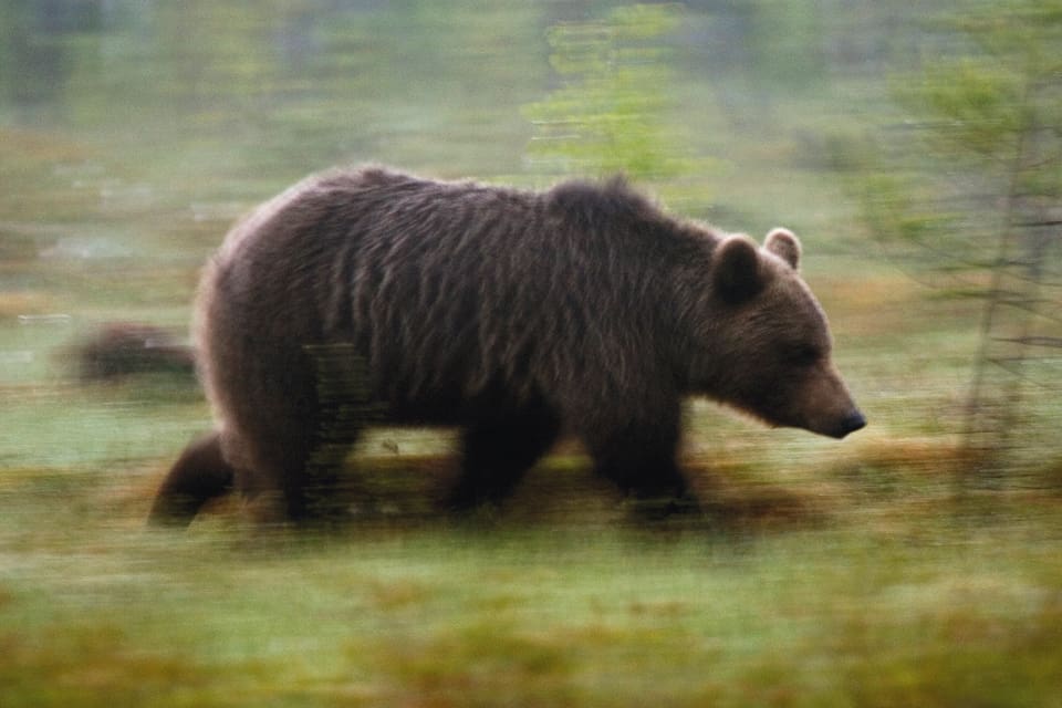 Redan första dagen var björnjakten slut i Värmland. Licensjakten gick även i rasande fart i Dalarna och Gävleborg med 19 respektive 13 björnar fällda runt lunch.