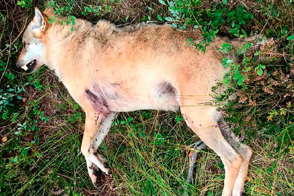 För tredje gången har ”Hedin-åklagaren” Lars Magnusson åkt på ett bakslag om Snapphanevargen, som sköts av misstag. Högsta domstolen, HD, tar inte upp fallet. Bötesdomen på 25 000 kronor står därmed fast och skyttens jaktkamrater har startat en insamling för att täcka böterna.