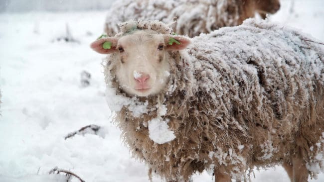 27 får har hittats döda på en gård efter ett rekordstort lodjursangrepp i norra Norge. Halva besättningen dödades. Den drabbade fårägaren har bett om att få jaktområdet utvidgat där det är tillåtet att skjuta ett lodjur. (Arkivbild)