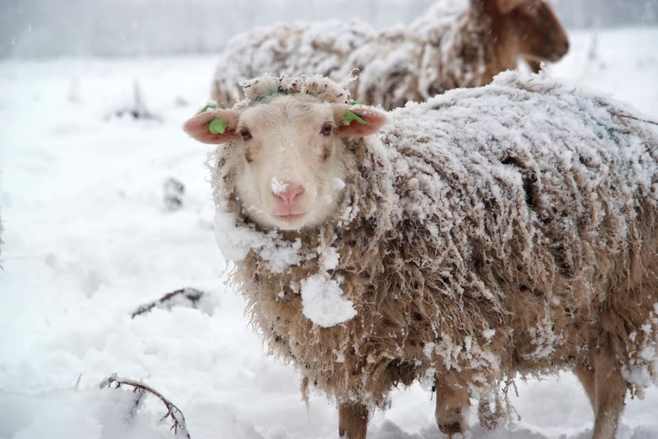 27 får har hittats döda på en gård efter ett rekordstort lodjursangrepp i norra Norge. Halva besättningen dödades. Den drabbade fårägaren har bett om att få jaktområdet utvidgat där det är tillåtet att skjuta ett lodjur. (Arkivbild)