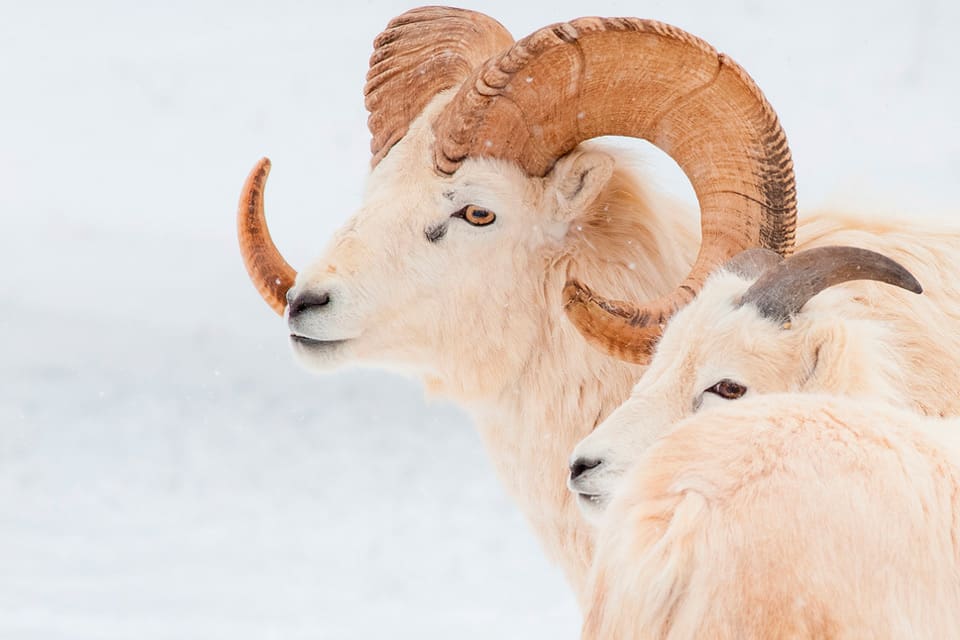 Myndigheterna i Alaska är oroliga över att vilda arter av får och getter, som till exempel amerikanska snöfår, ska smittas av sjukdomar från tamdjur.