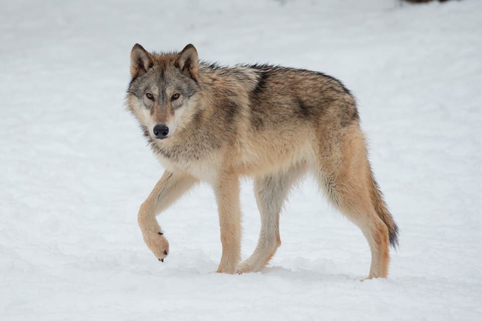 Spårsnö kommer att underlätta jakten på ytterligare två Rackstad-vargar i Värmland. Men är den första vargen som fälls ett vuxet djur avbryts skyddsjakten.