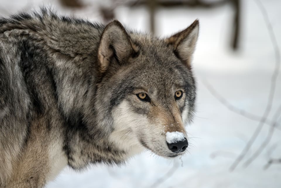 Vargjakten i Estland pågår till den 28 februari.
