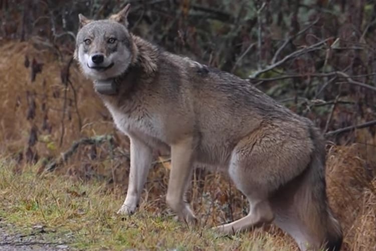 Vargtiken på Södertörn som fälldes under skyddsjakt hade en gammal, läkt skottskada i ländryggen. Förundersökningen om jaktbrott är nedlagd.
