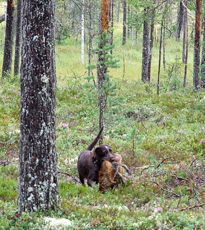 Falkudden Hasta kommer in med räven efter att ha burit den 200 meter genom skogen.