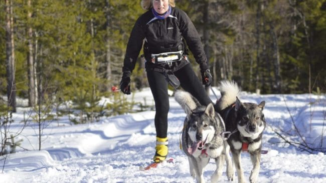 Solveig Larsson var ute och åkte skidor när hennes hundar återigen attackerade en sällskapshund så illa att den senare avlivades.