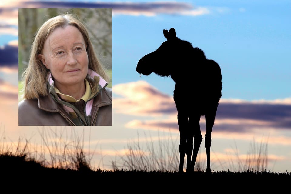 – Restriktioner för älgjakten på hösten är upprörande, säger JRF-basen Solveig Larsson. Hon ger stöd till skogsbolagen som överklagat länsstyrelsens beslut i Västerbotten om att behålla brunstuppehållet i älgjakten.