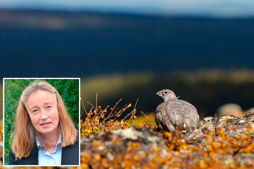 Solveig Larsson, förbundsordförande för Jägarnas Riksförbund, tycker att regeringens beslut om att svenska jägare ska ha förtur till fjälljakt är ett steg i rätt riktning.