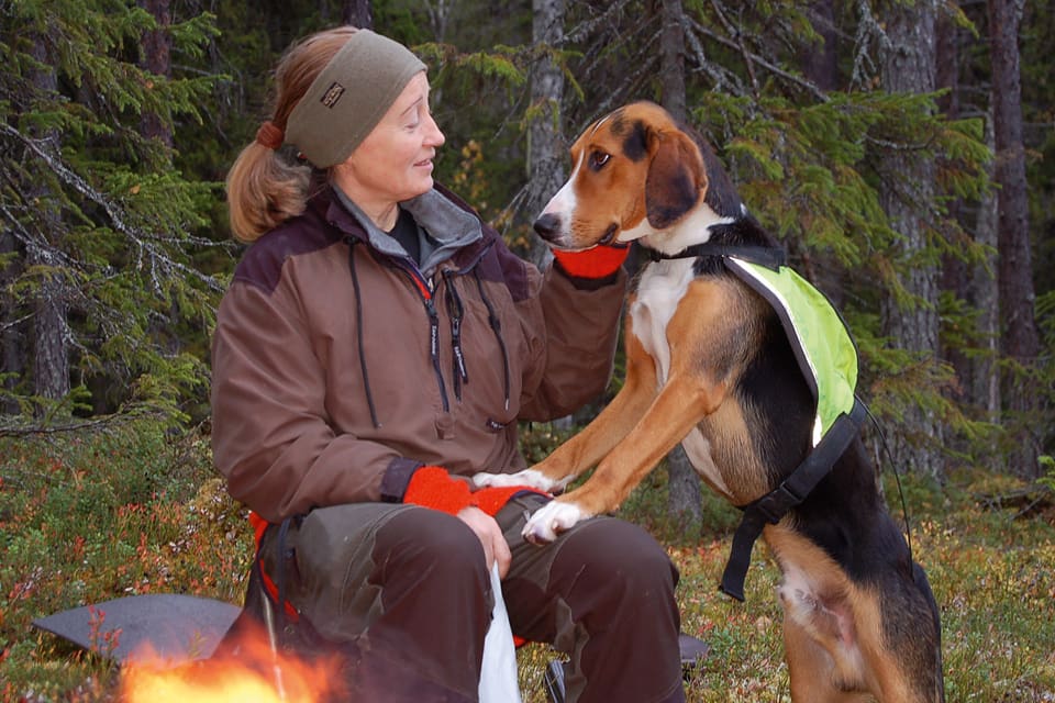 Harstövarna i Sverige är redan hotade av vargstammen. Om jakt på skogshare stoppas blir det ett nytt hot mot bevarandet av stövarraserna, varnar JRF till Naturvårdsverket.