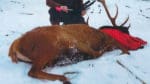 Bilden med en sövd hjort publicerades med en skämtsam text om jakt med pil-bössa. Det innebär att Roslagens Jakt & Vilt i Almunge kommer att granskas av länsstyrelsen i Uppsala.