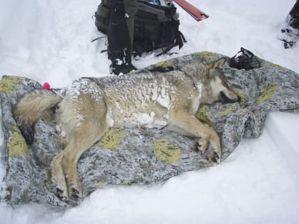 Sövd varg. Bland andra jägarorganisationerna, LRF och samerna föreslår flyttning av varg inom landet om den naturliga invandringen visar sig otillräcklig. Därmed hoppas förbunden att snabbt få klartecken för vargjakt.