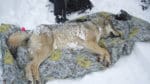 Fler vargar i Finland ska sövas och förses med GPS-halsband. Positionerna som visas på webben har gjort att färre jakthundar attackerats av varg.