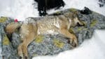 Ska det bli sövning och vargflytt, eller ska den invandrade varghannen utanför Kiruna avlivas för att freda de cirka 5 500 renarna i området? Det är frågan för Naturvårdsverket och länsstyrelsen i Norrbotten. (Arkivbild)