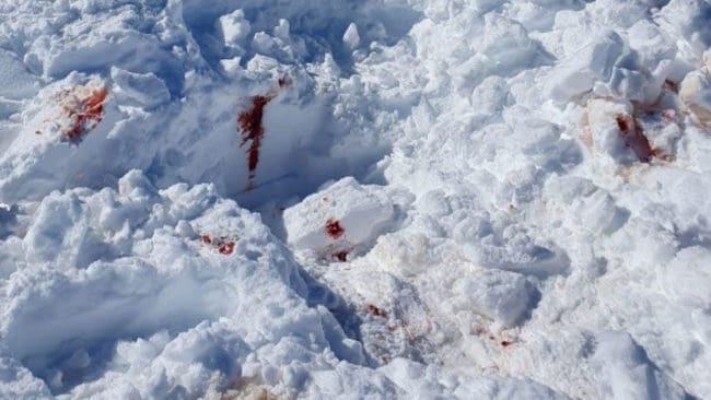 Tillsynsmännen hittade en plats där en stor mängd blod och hår från en illegalt avlivad järvhona kunde grävas fram under ett täcke av nysnö.