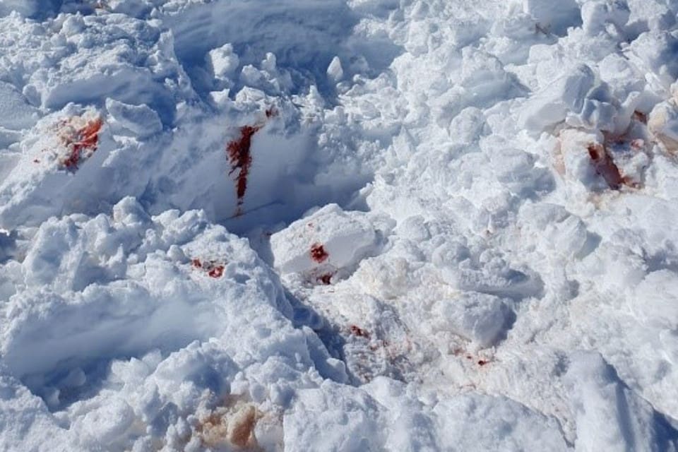 Tillsynsmännen hittade en plats där en stor mängd blod och hår från en illegalt avlivad järvhona kunde grävas fram under ett täcke av nysnö.