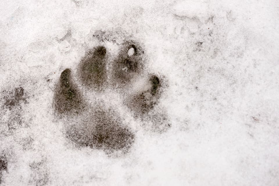 Spåren utanför Spandelstorpskolan i Karlskrona kommer från en hund, anser biologen Ulrika Widgren på länsstyrelsen i Blekinge. Det kan ändå ha passerat en varg eftersom det finns en annan bekräftad vargobservation utanför Karlskrona. (Arkivbild)