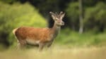 Jägaren och jaktledaren hävdar att den fällda spetshjorten hade ungefär lika långa öron som horn, vilket gjorde att öronen skymde hornen då hjorten stod med profilen vänd mot jägaren. (arkivbild)