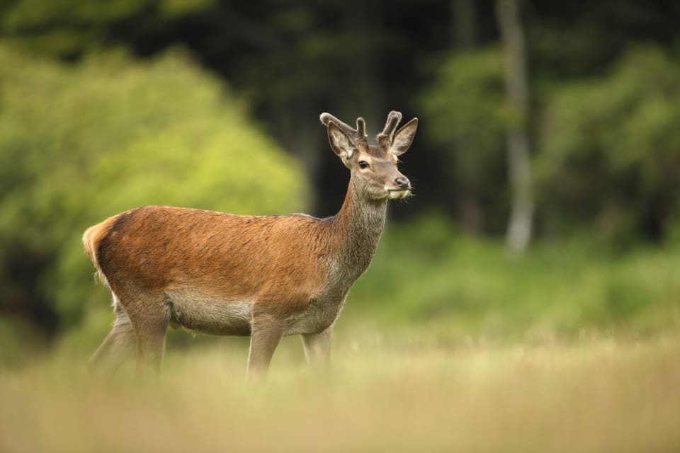 Jägaren och jaktledaren hävdar att den fällda spetshjorten hade ungefär lika långa öron som horn, vilket gjorde att öronen skymde hornen då hjorten stod med profilen vänd mot jägaren. (arkivbild)