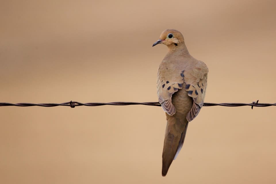 Spetsstjärtad duva är en av de duvarter som får jagas i Texas. I år är säsongen förlängd.