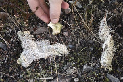 Vargspillning. Varför inte göra en spillningsinventering på varg, där alla kan delta? Vargjakten är ett tillfälle att räkna antalet observerade djur, på likartat sätt som älgobs. Det kan bidra till ökad information om antalet djur, vilket myndigheterna borde vilja ta del av.