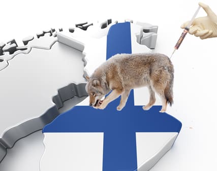 Planer lagda på is. Finland går inte med på att Sverige söver och rabiesvaccinerar finska vargar, som sedan ska gå kvar i landet i karantän.