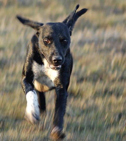Full fart med en blandning av tysk jaktterrier och vorsteh. Hundkorsningar behövs ibland. Därför borde man se mycket mer seriöst på korsningsarbetet, tycker Thomas Gunnarson.